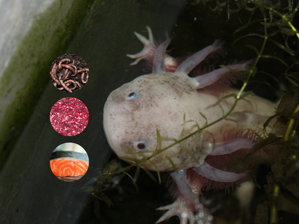 axolotl cosa mangia