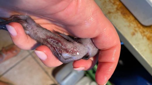 gli axolotl possono sopravvivere fuori dall'acqua