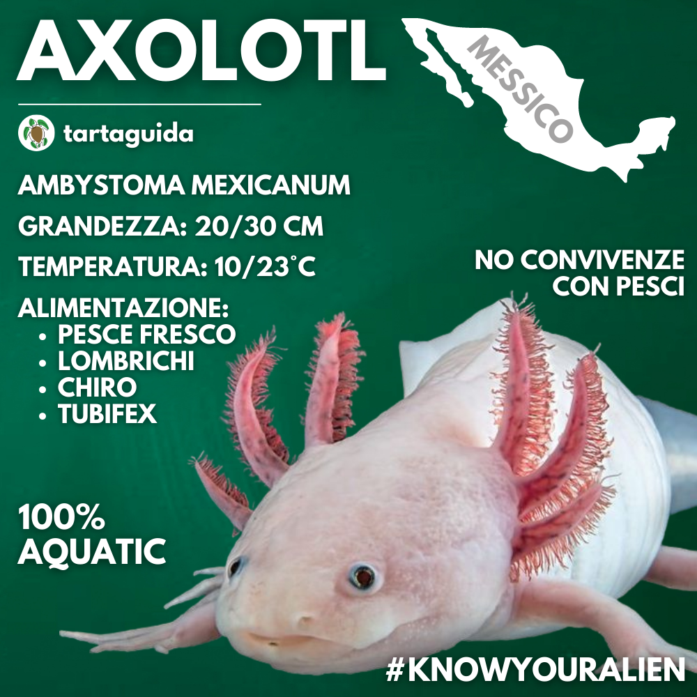 Gli axolotl possono vivere sulla terra?