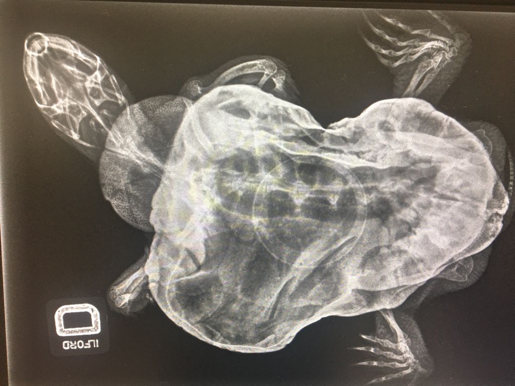 malattia ossea metabolica