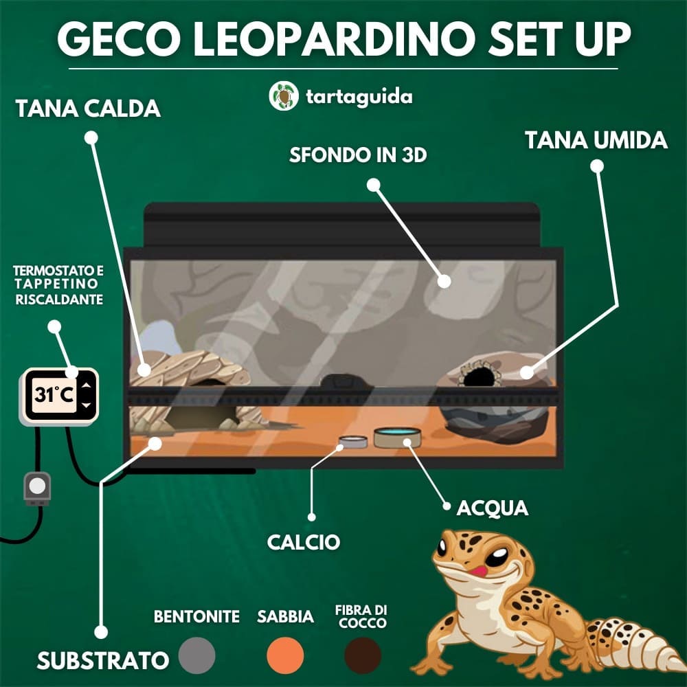 terrario geco leopardino