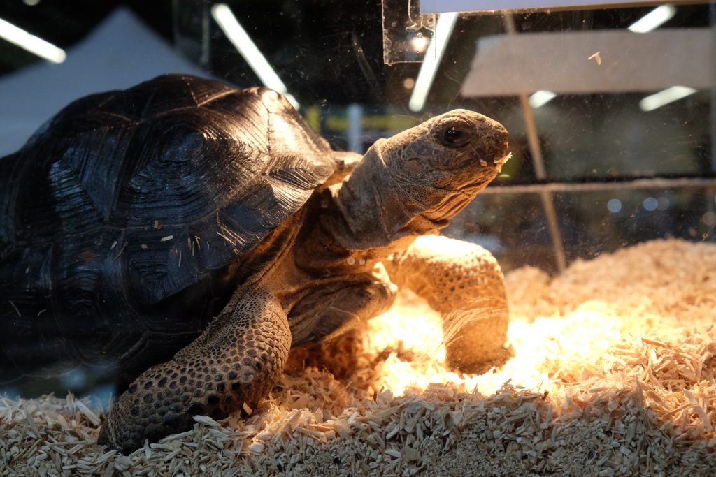 fiera rettili esotika arezzo Special Turtle