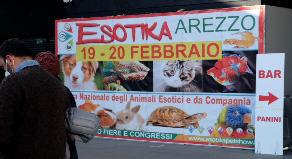 fiera rettili esotika arezzo
