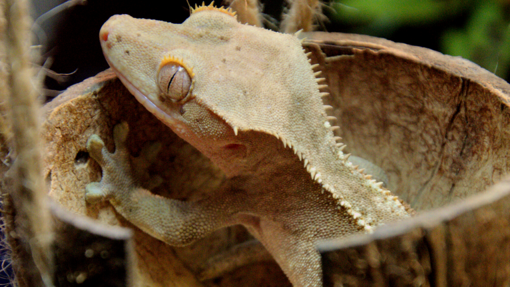 terrario rettili naturalistico