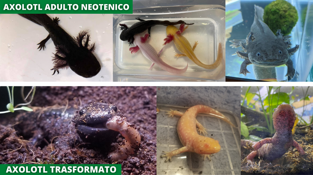 axolotl metamorfosi