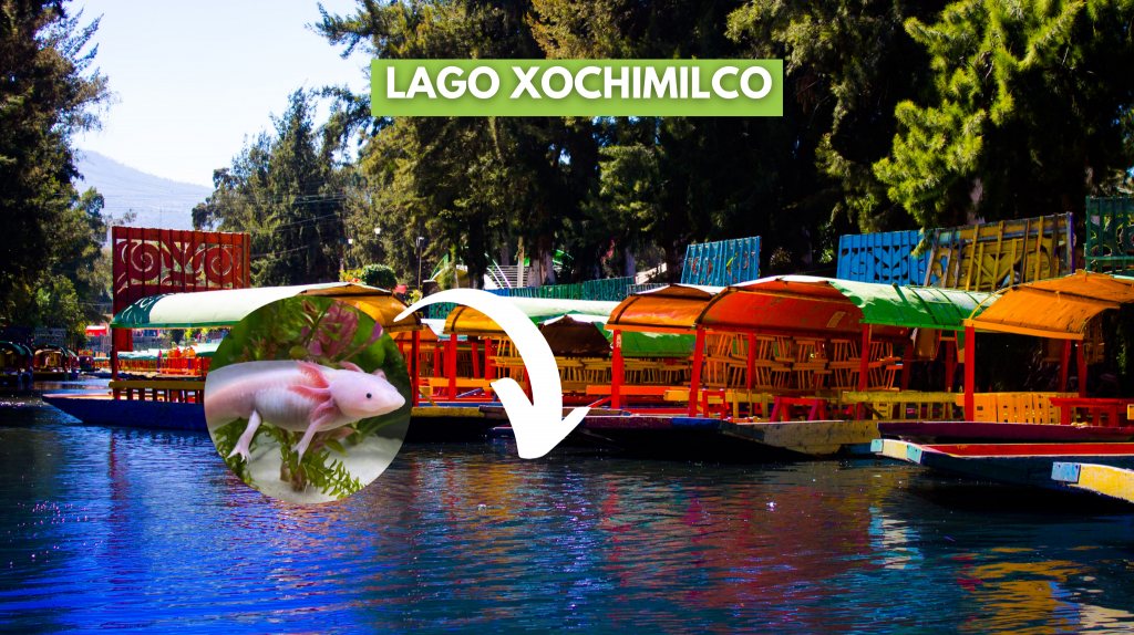 axolotl dove vive