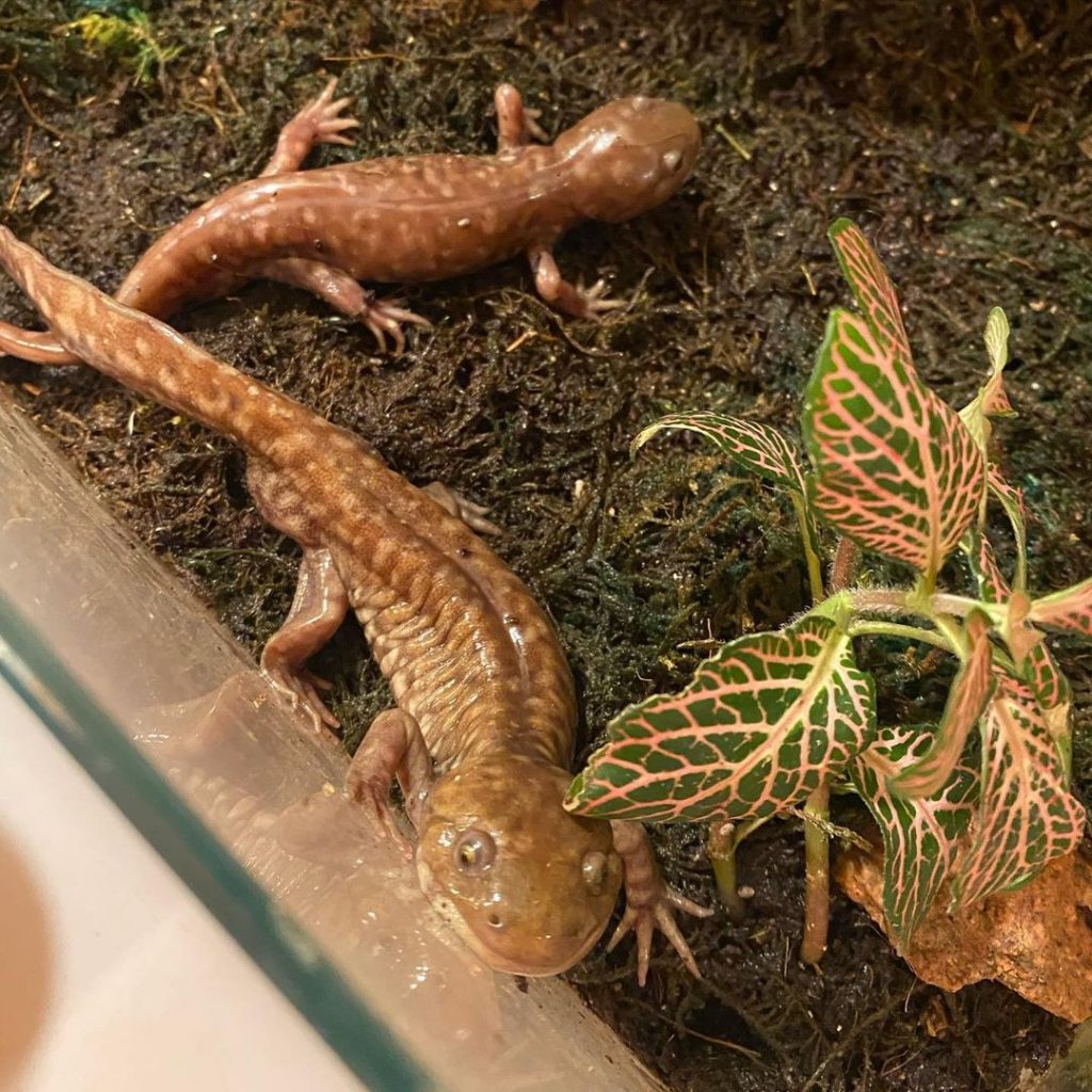 axolotl metamorfosi