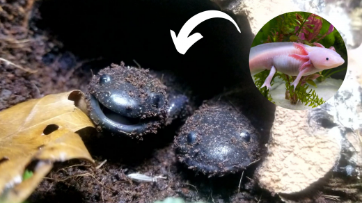 axolotl metamorfosi