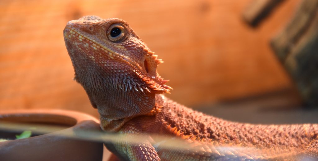 pogona non mangia