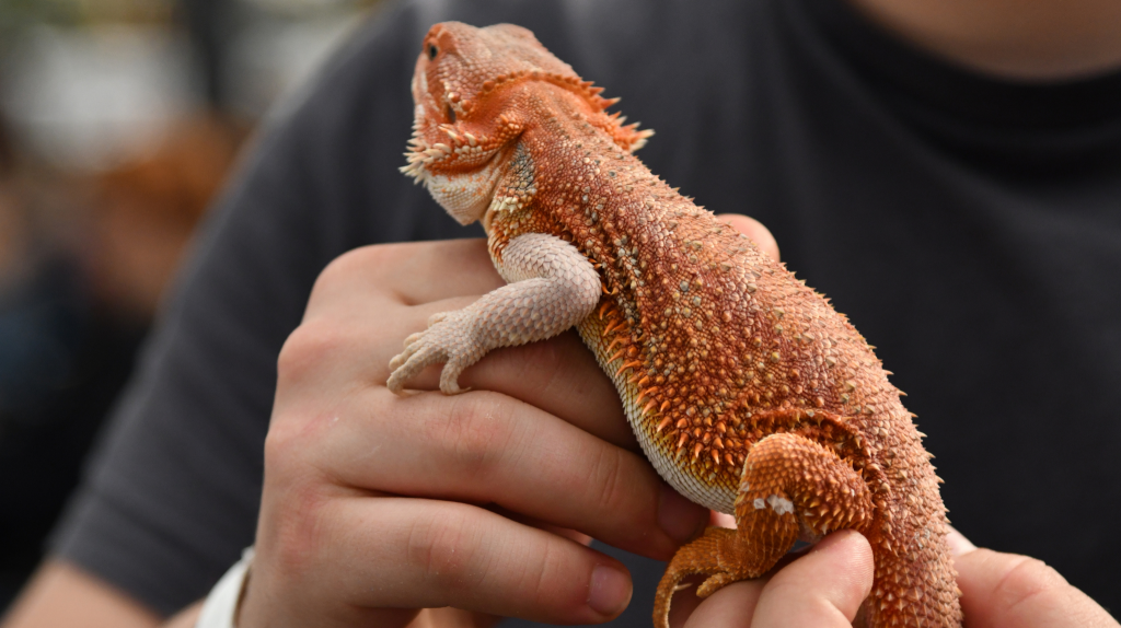 pogona vitticeps comportamento