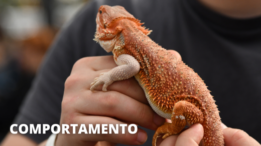 pogona vitticeps comportamento