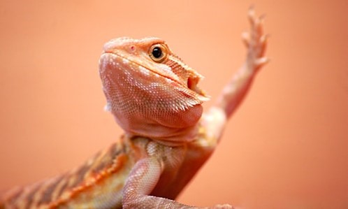 pogona vitticeps comportamento