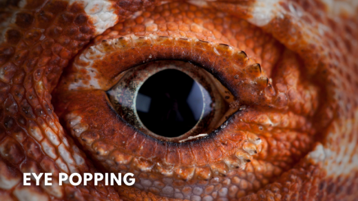 pogona vitticeps eye popping