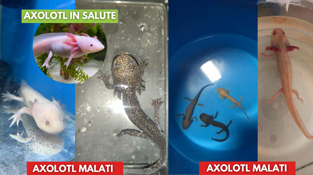 quale axolotl scegliere
