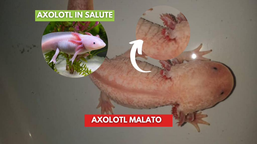 quale axolotl scegliere batteriosi cute