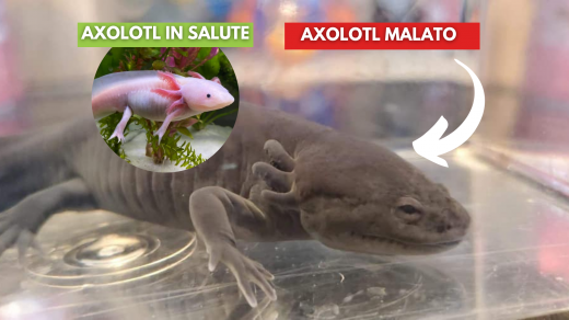 quale axolotl scegliere