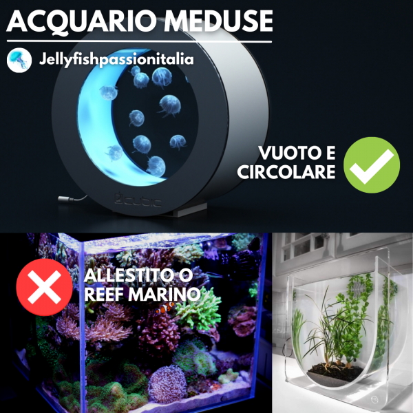 acquario meduse allestimento