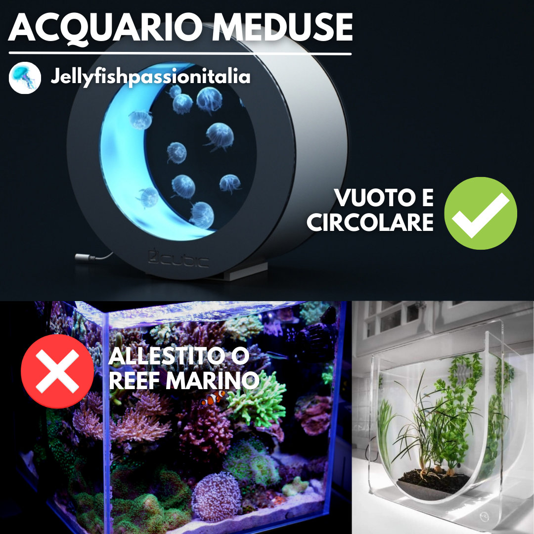 acquario meduse allestimento