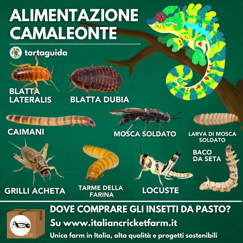 alimentazione camaleonte