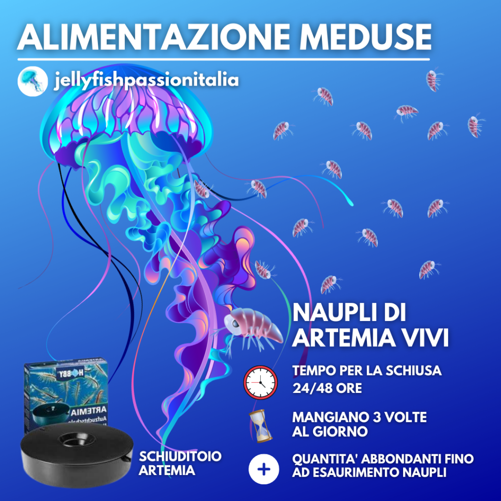 che cosa mangiano le meduse in acquario