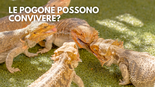 pogona vitticeps convivenza più soggetti terrario