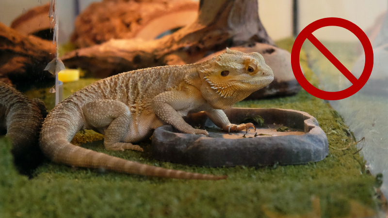 pogona vitticeps substrato erba sintetica