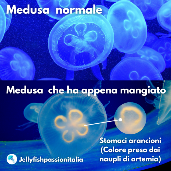 medusa alimentazione