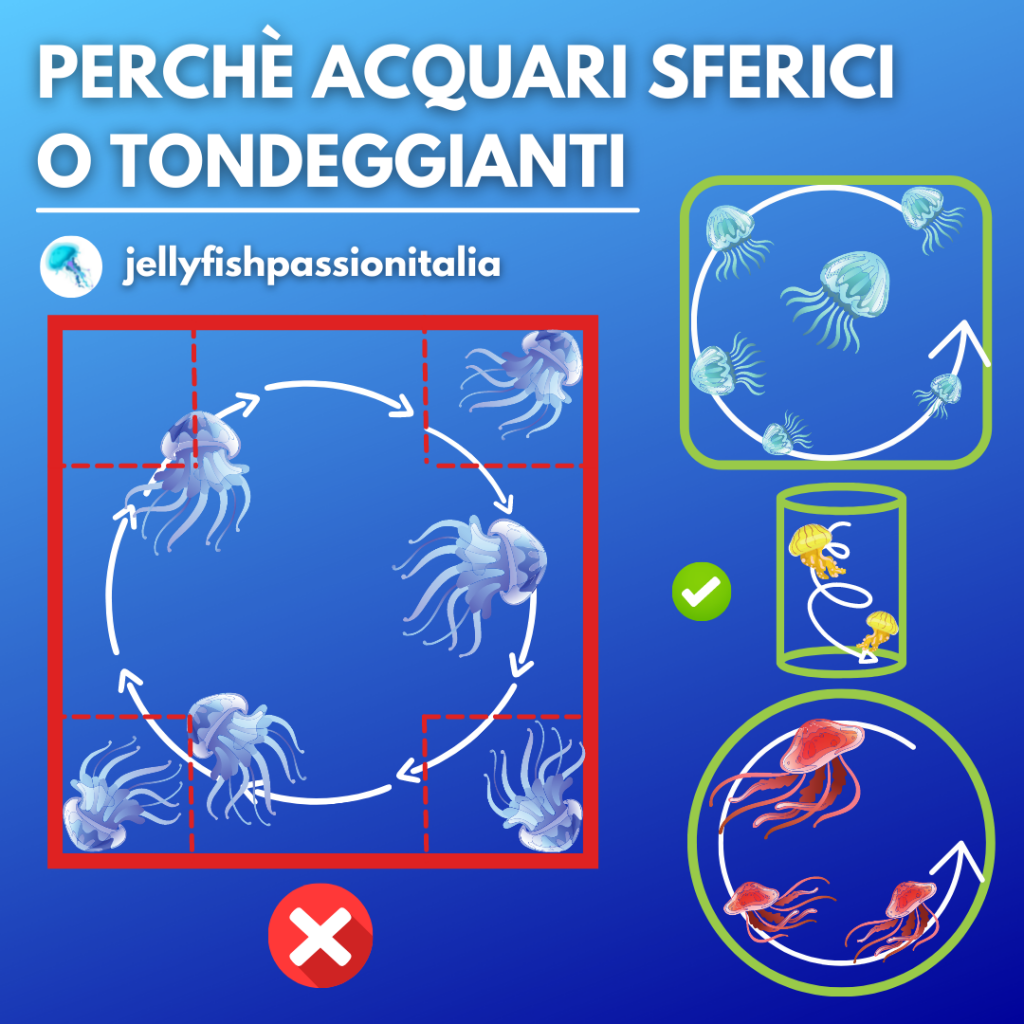 meduse acquario