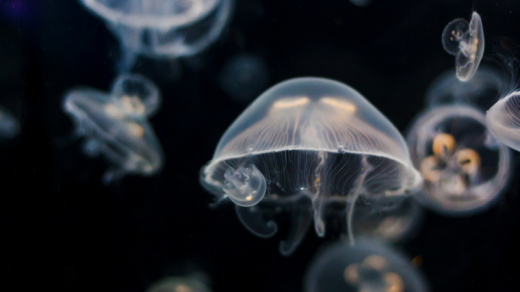 meduse in acquario