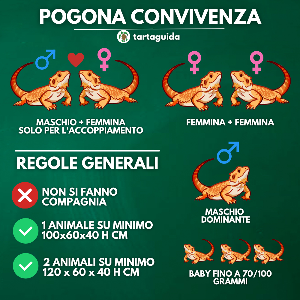 pogona convivenza di più soggetti