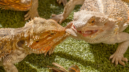 pogona vitticeps convivenza di più soggetti