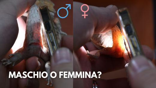 pogona vitticeps maschio o femmina