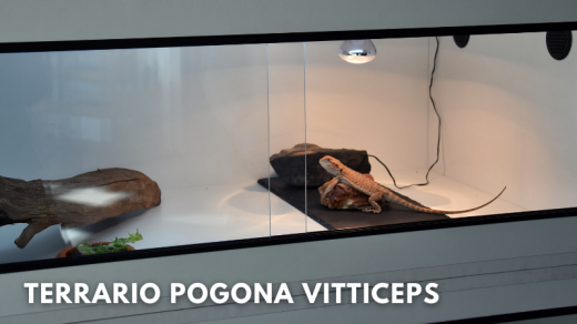 pogona vitticeps terrario