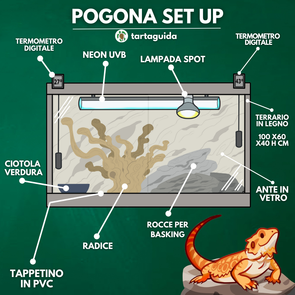 pogona vittices terrario