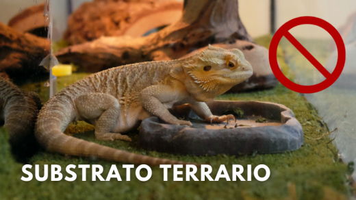 pogona vitticeps substrato