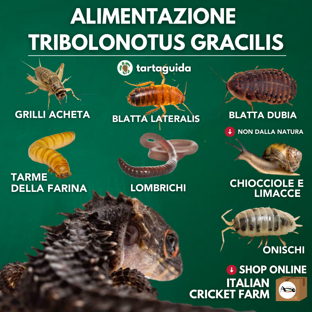 tribolonotus gracilis alimentazione