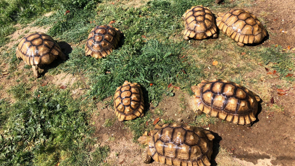 Centrochelys sulcata