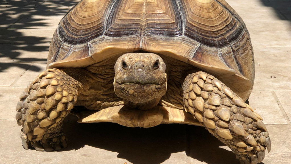 centrochelys sulcata cure parentali