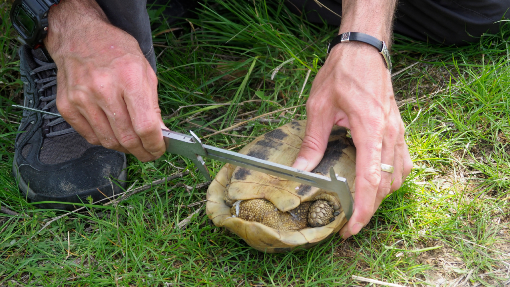 trovata tartaruga terrestre