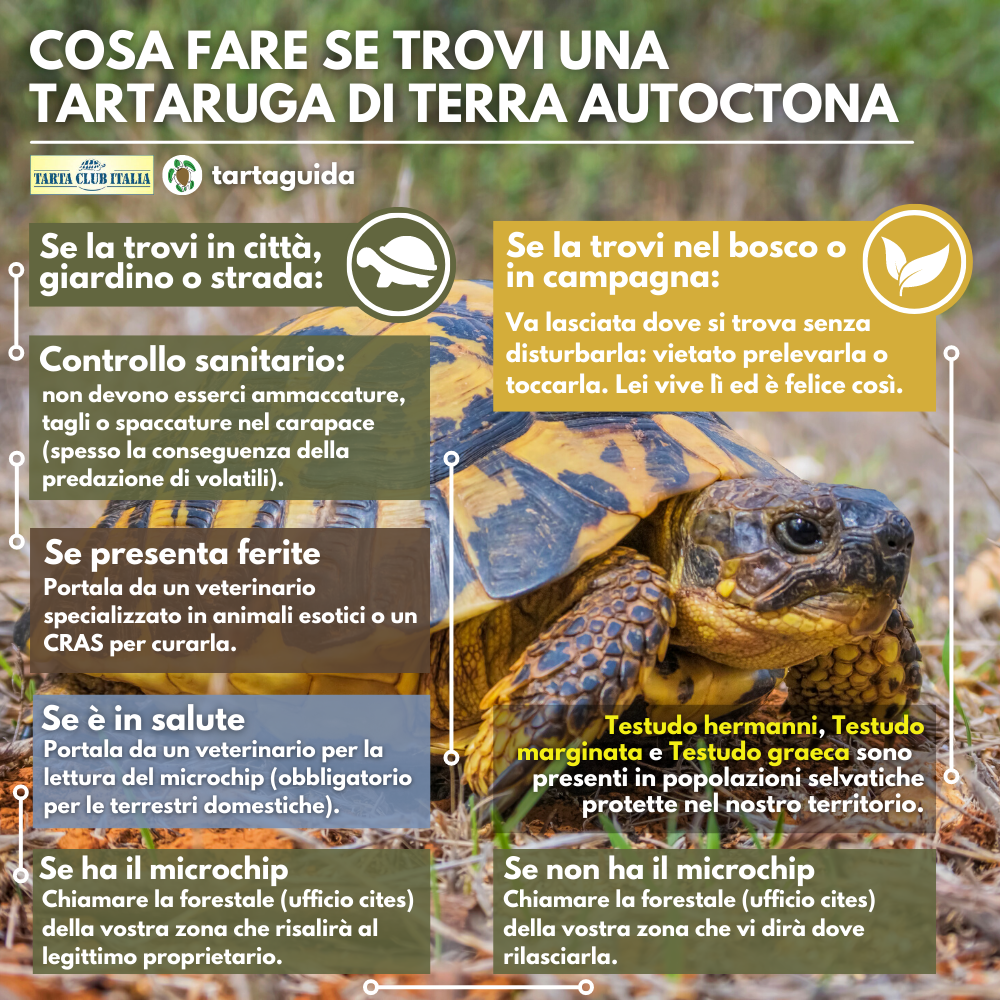 trovata tartaruga di terra autoctona