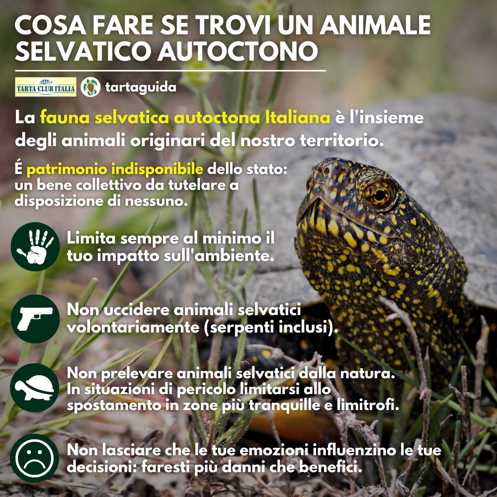 Trovato animale selvatico autoctono