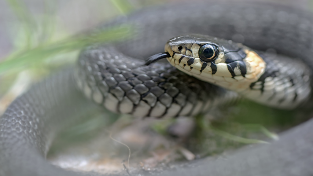 Trovato serpente cosa fare