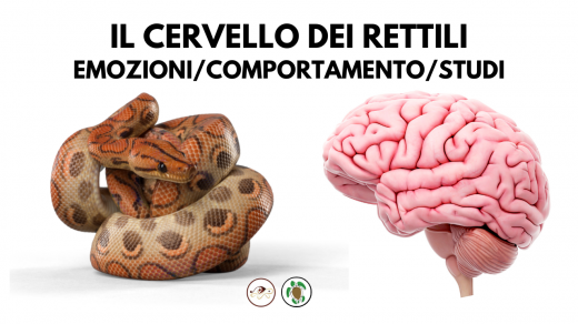 Cervello dei rettili studi emozioni interazioni affetto