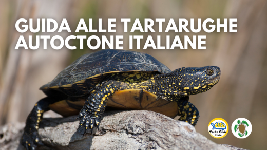 Guida alle tartarughe autoctone italiane