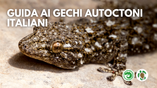 Guida gechi autoctoni selvatici Italiani