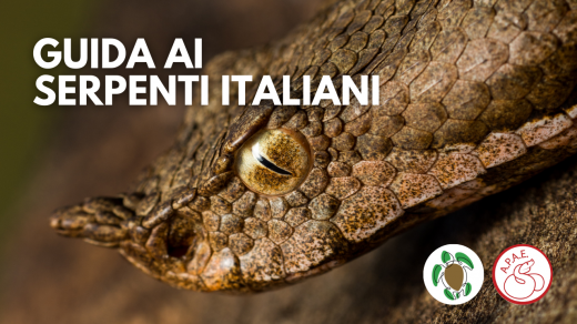 Serpenti autoctoni Italiani