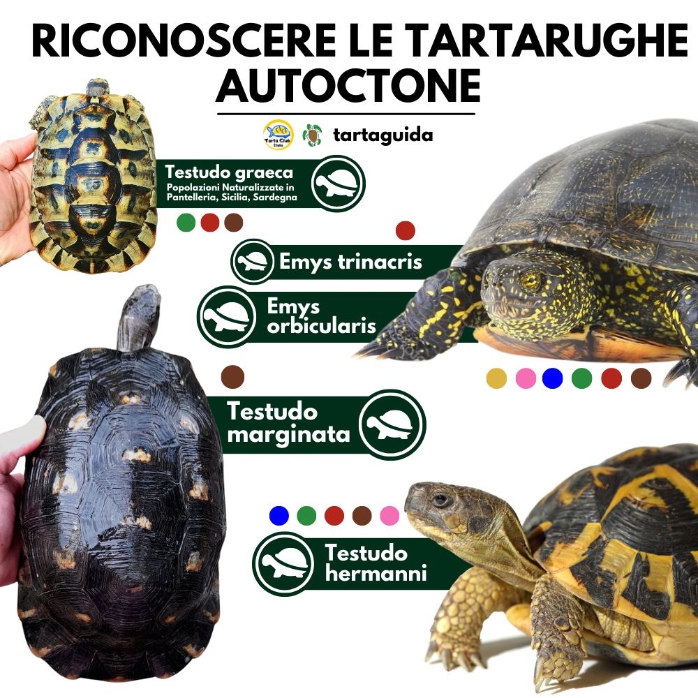 Specie tartarughe autoctone Italiane