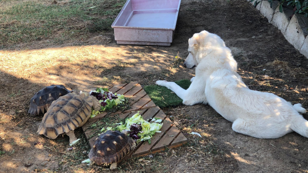 Tartarughe e cani possono convivere?