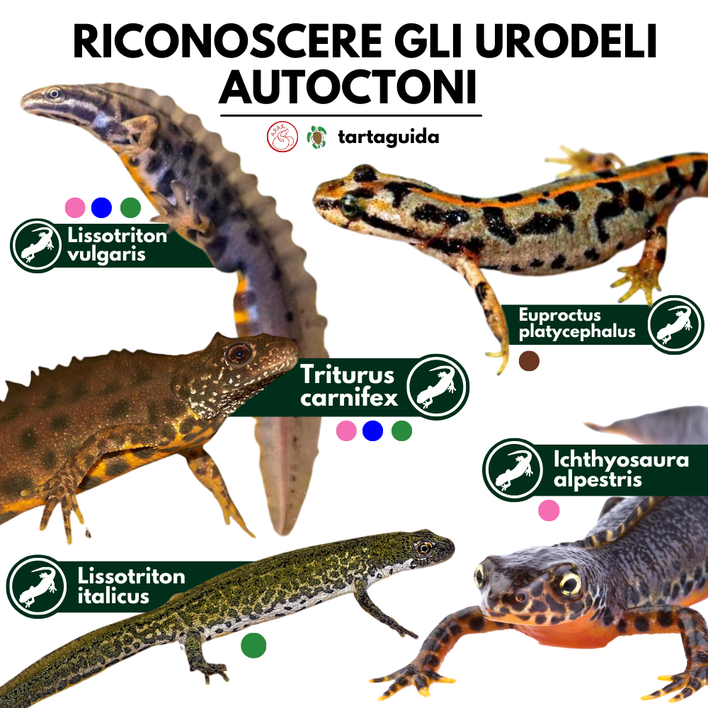 Tritoni italiani specie