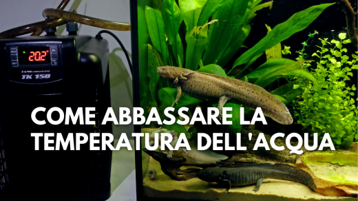 abbassare temperatura acquario axolotl